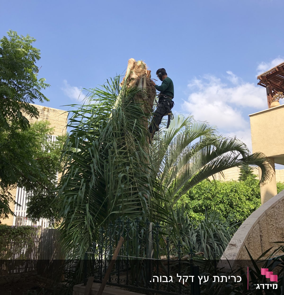 אדם גוזם עץ דקל עם ציוד בטיחות